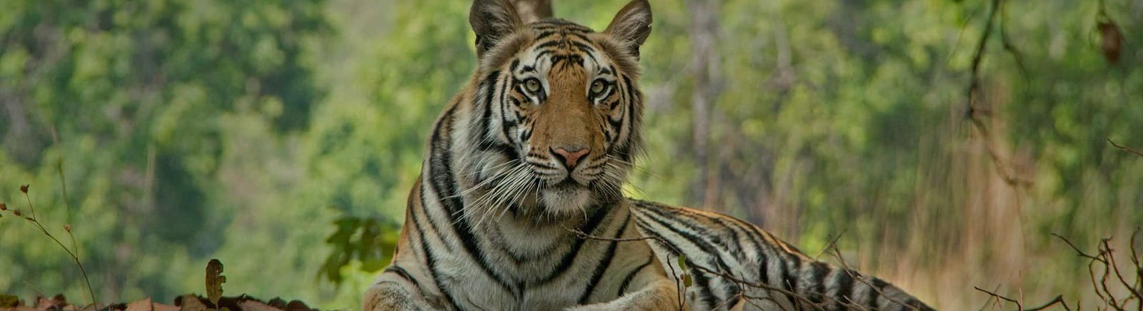 bandhavgarh national park